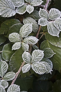 Blackberry frozen frost