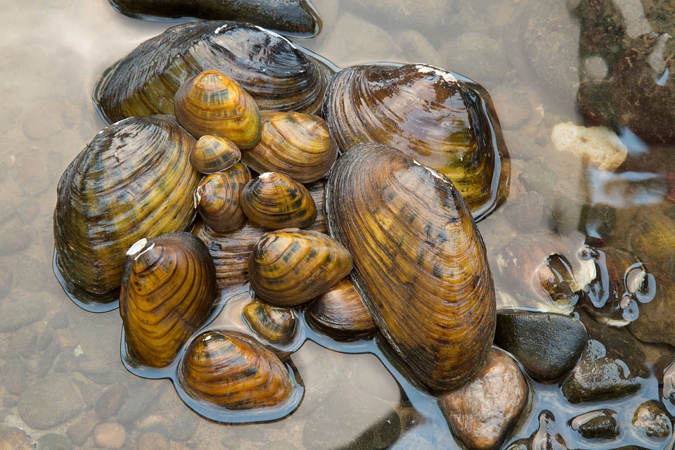 Freshwater Mussels