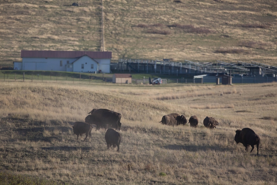 Bison herd with roundup facility in background