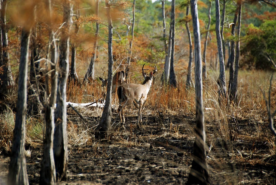 Columbian White-tailed deer