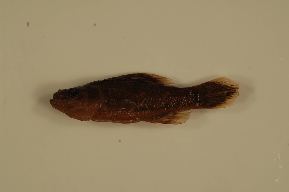 Aphredoderus sayanus