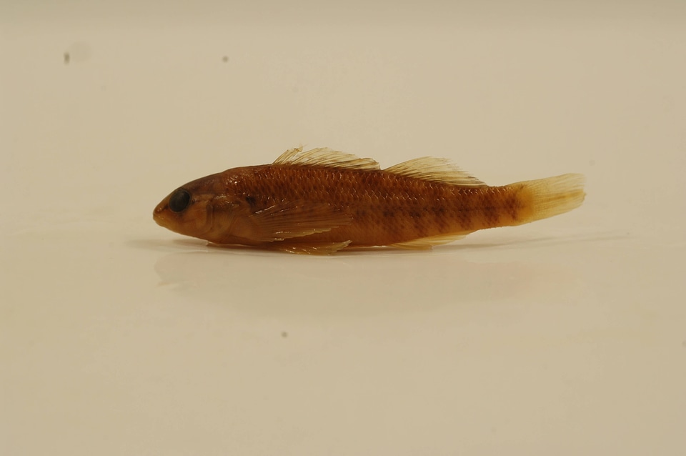Etheostoma caeruleum