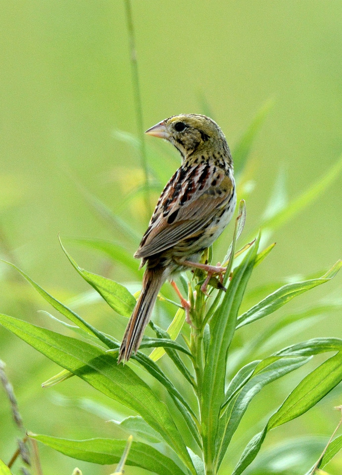 Henslow's Sparrow