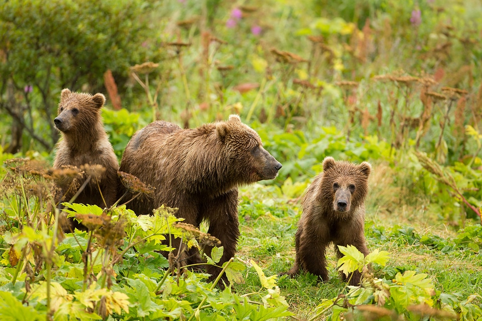 Kodiak brown bear with cubs-1