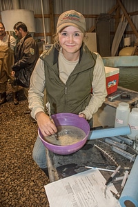 Hatchery worker stirs paddlefish eggs