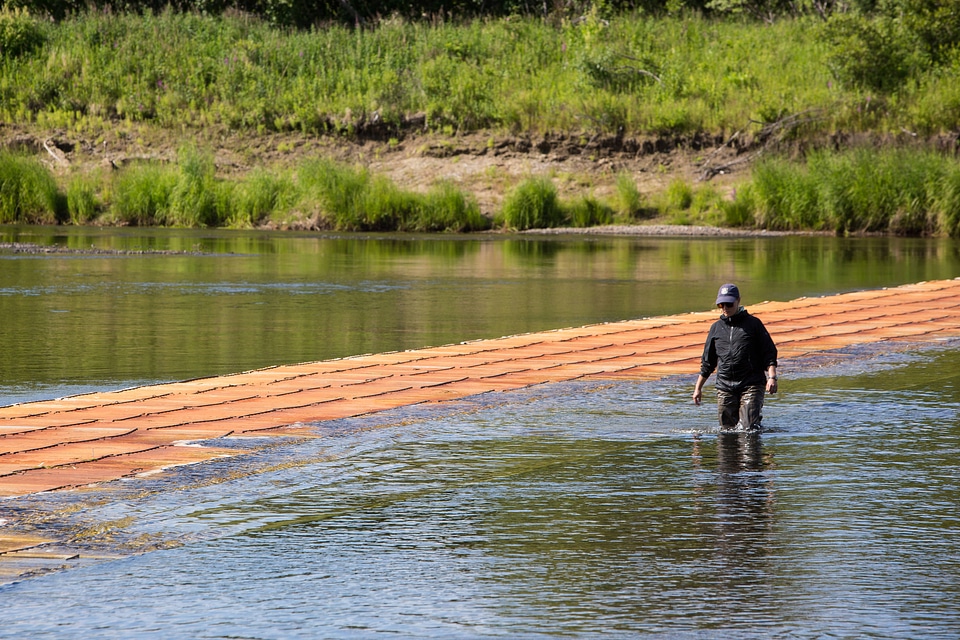 Biologist inspects fish weir