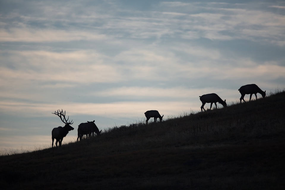 Silhouette of bull Elk with family group
