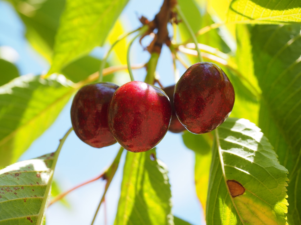 Red ripe sweet cherry