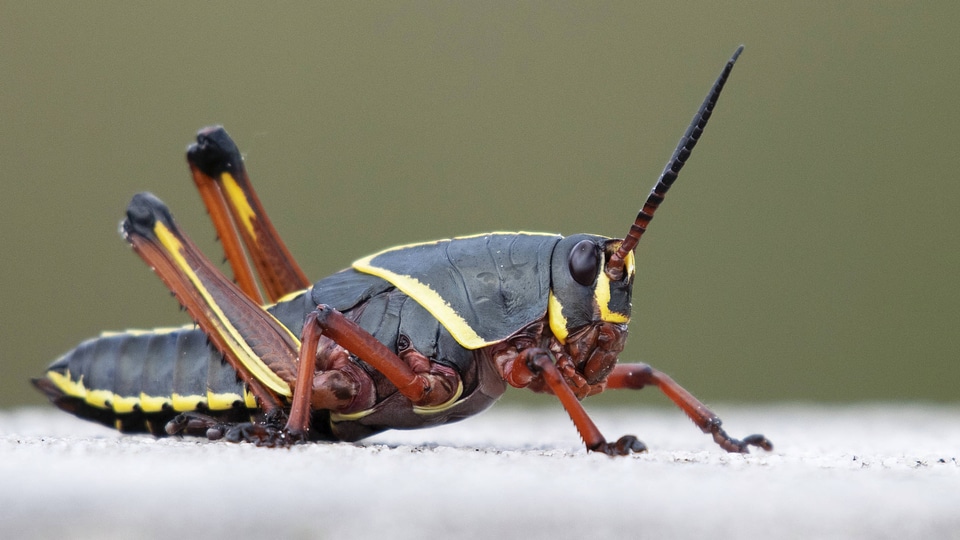 Eastern lubber grasshopper photo