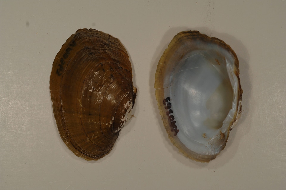 Ortmanniana pectorosa