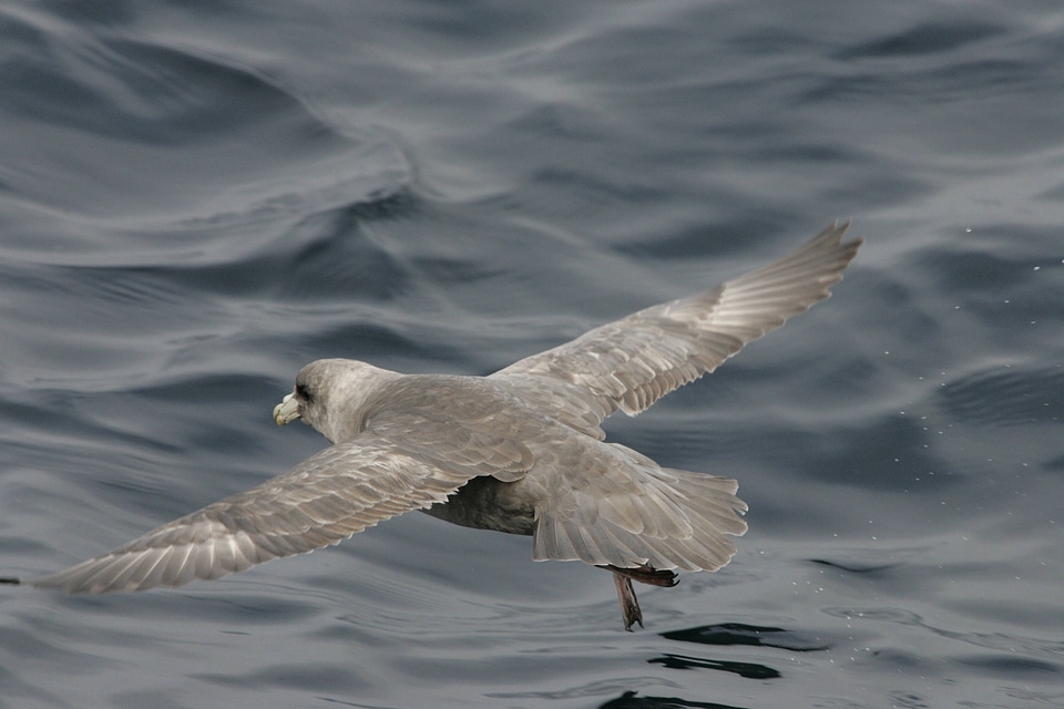 Northern fulmar-1