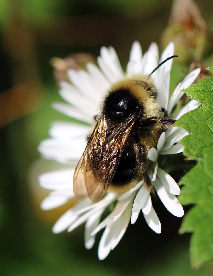 Cuckoo bumblebee on flower