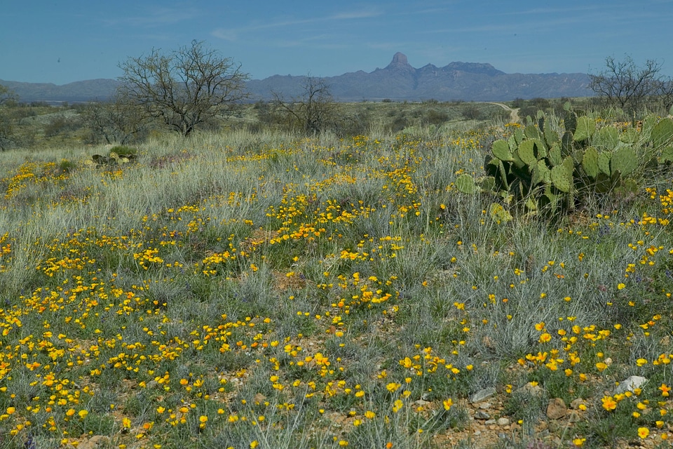 Flowers blanketing the ground with peaks in the background at Buenos Aires National Wildlife Refuge