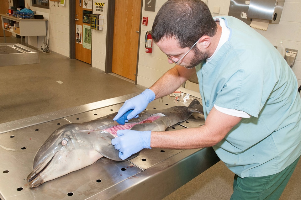Marine Mammal Stranding Course at NCTC-1