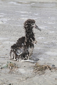 Surviving Laysan Albatross Chick photo