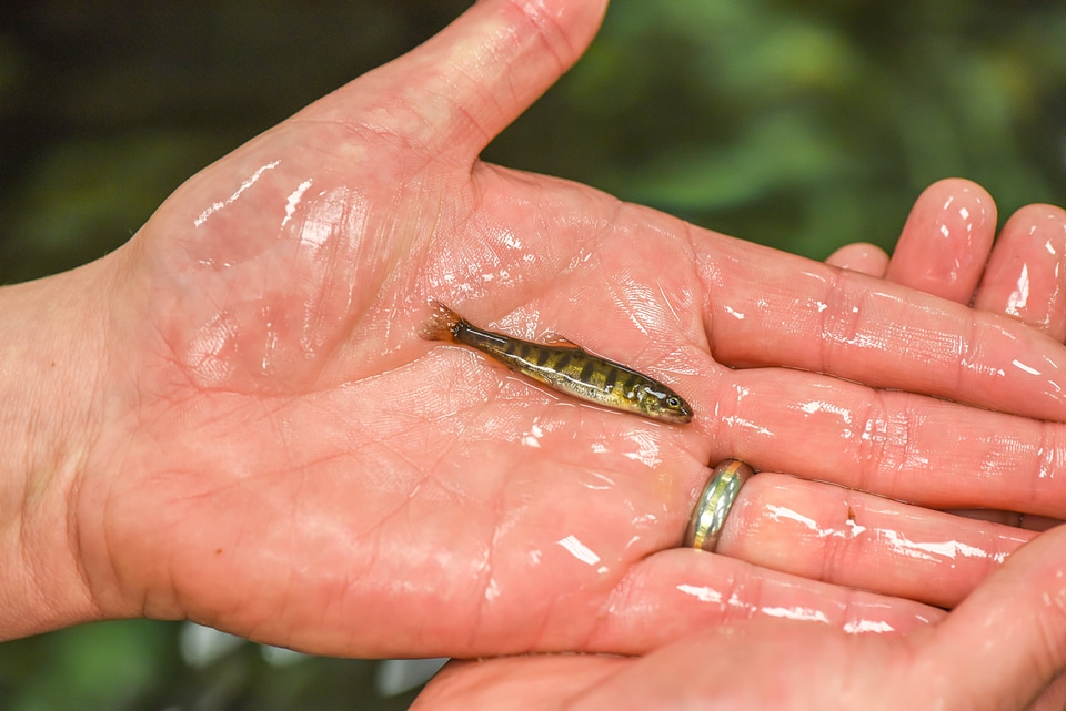 Juvenile lake trout-1