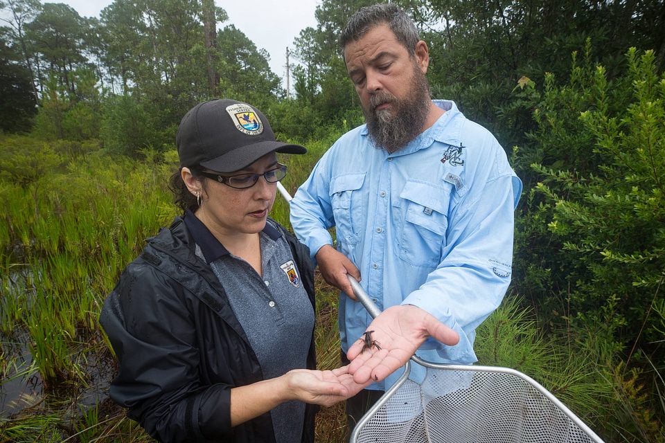Biologists hold a Panama City crayfish