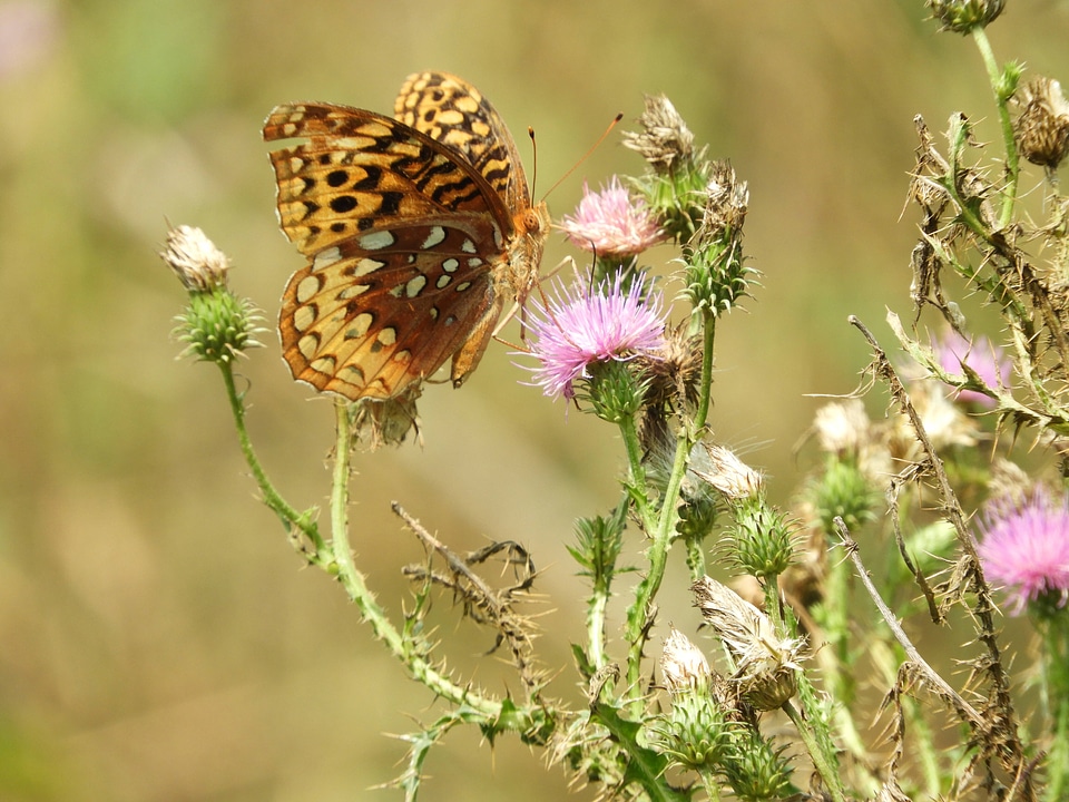 Great spangled fritillary-2