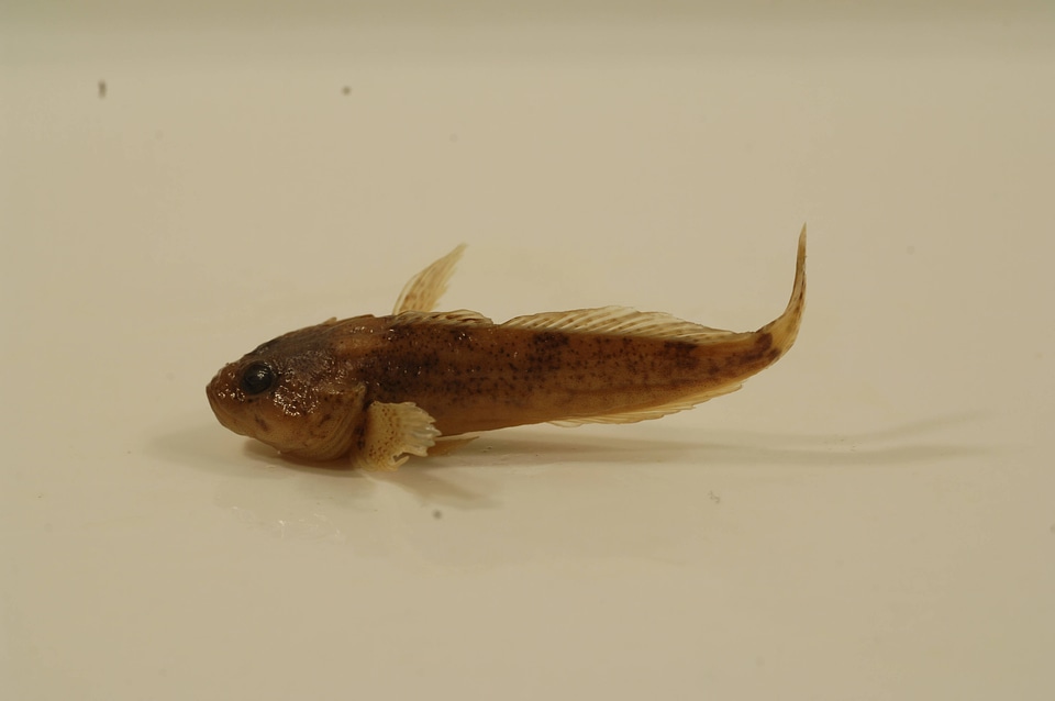 Cottus bairdii-1