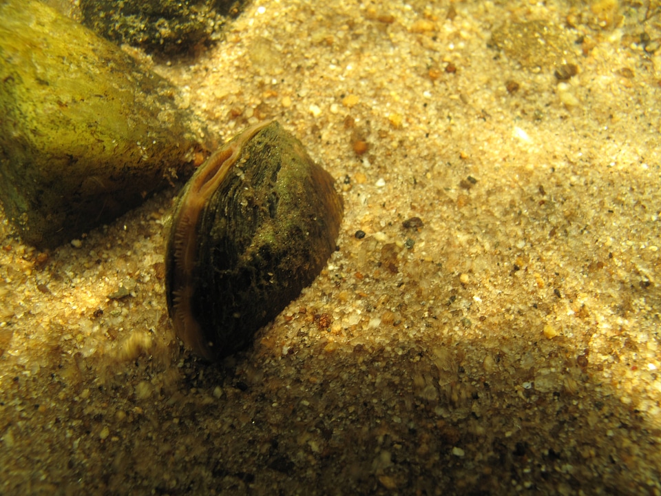 Appalachian elktoe mussel on the stream bottom 