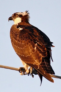 Osprey perching on a limb photo