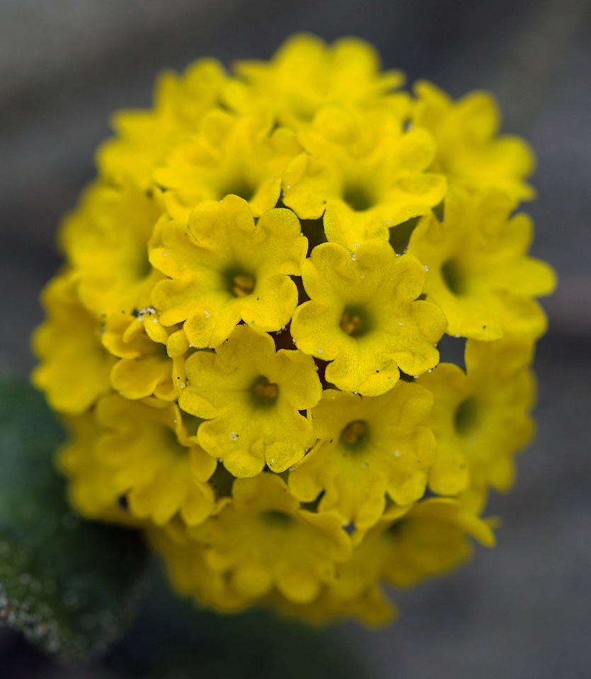 Yellow sand verbena 