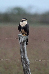 Northern Aplomado Falcon-1