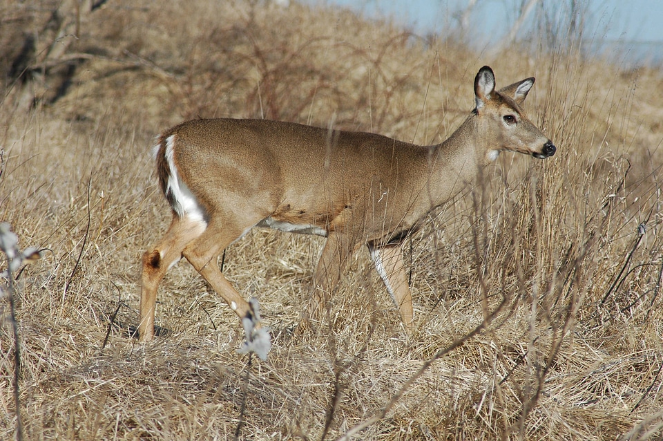 White-tailed Deer-1