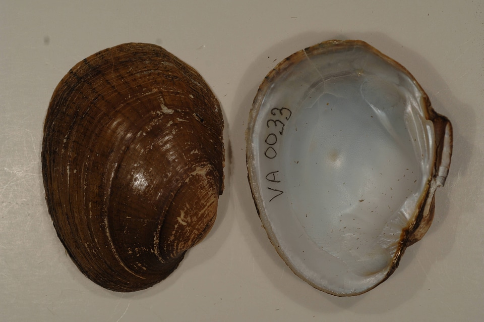 Lampsilis fasciola-1