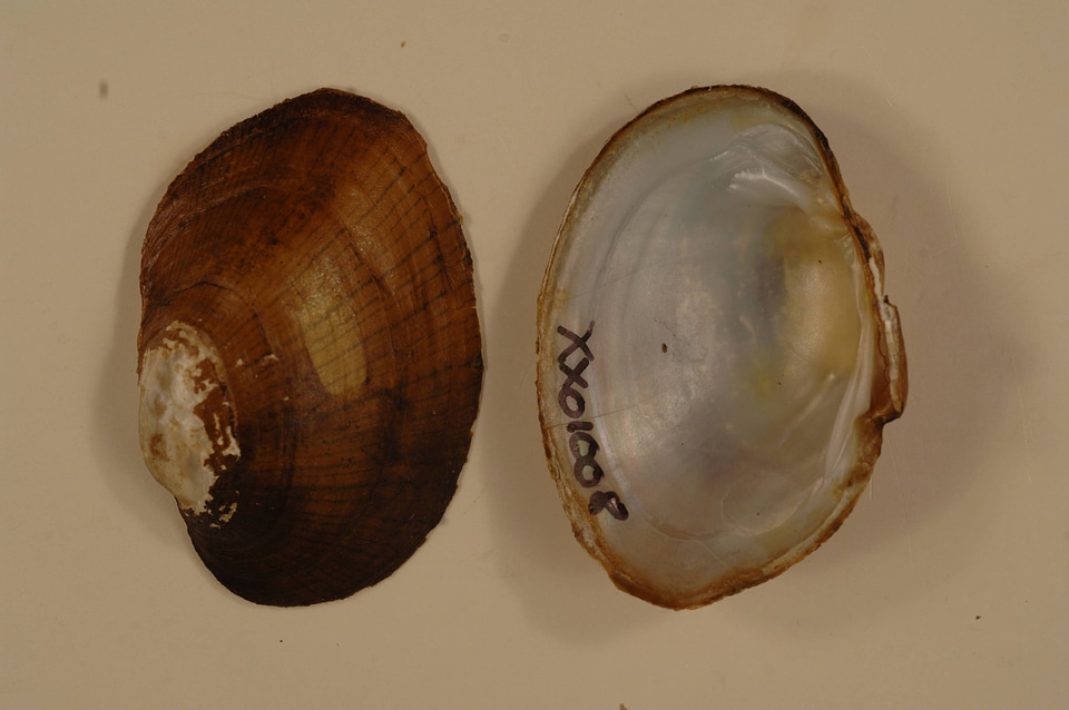 Lampsilis fasciola-2