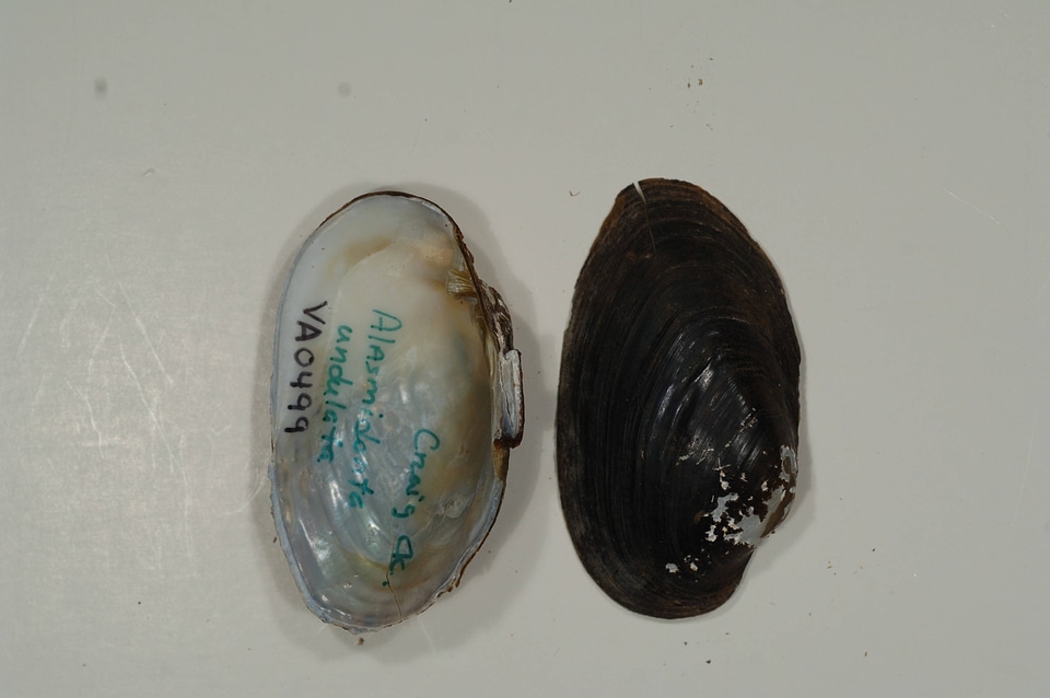 Alasmidonta undulata