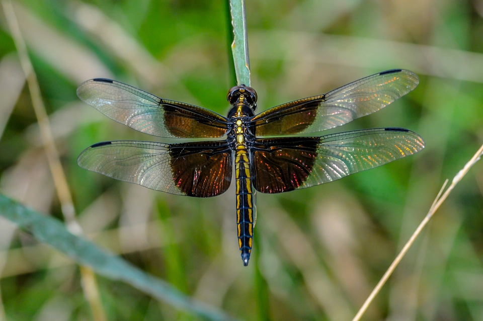 Female widow skimmer on blade of grass