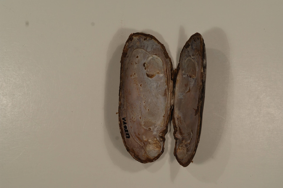 Elliptio complanata-1