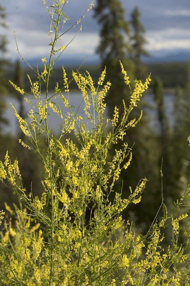 Yellow wildflower at Tetlin National Wildlife Refuge