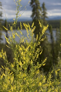 Yellow wildflower at Tetlin National Wildlife Refuge