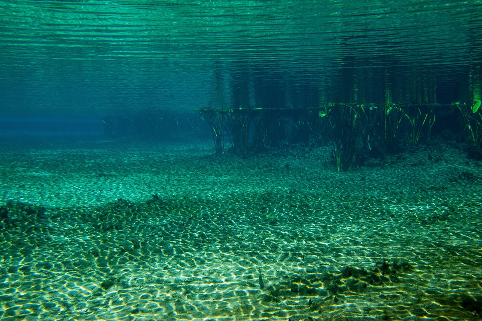 Underwater wide shot of Florida Spring