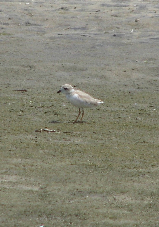 Piping plover chick-1