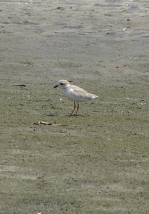Piping plover chick-1
