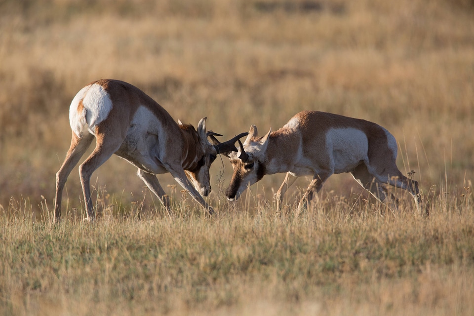 Pronghorn Antelope bucks fight-1