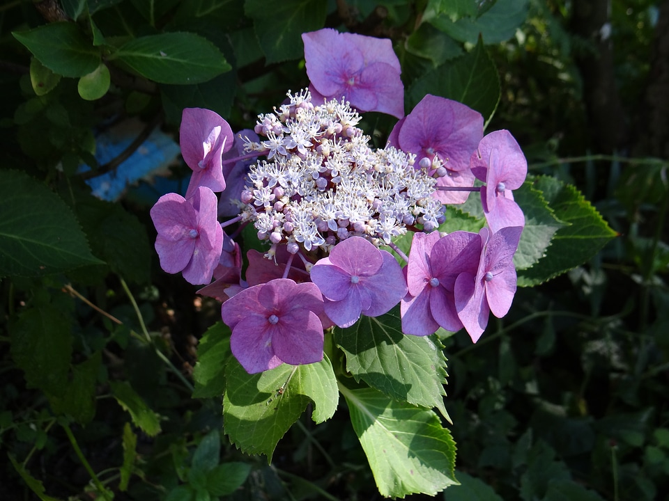 Bloom summer plant