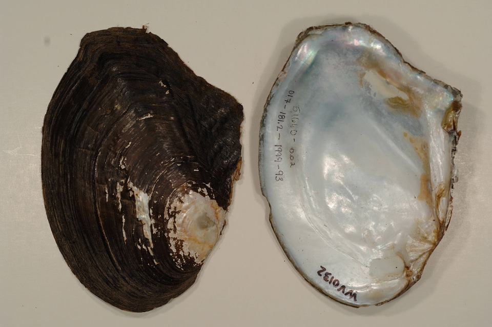 Lasmigona complanata
