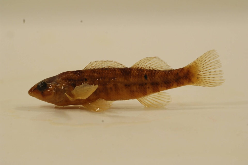 Etheostoma caeruleum-3