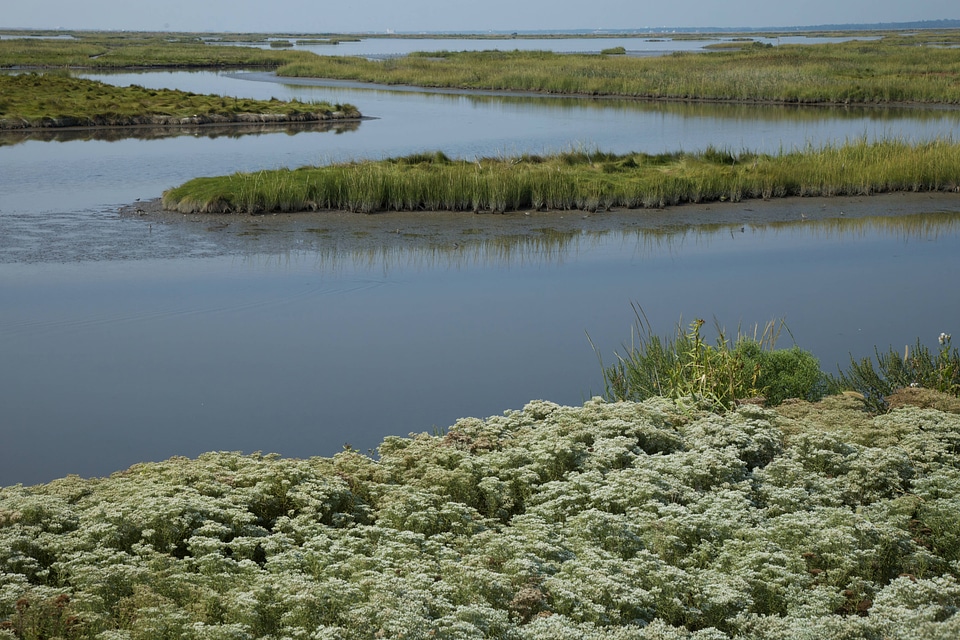 Wetland at Edwin B. Forsythe National Wildlife Refuge