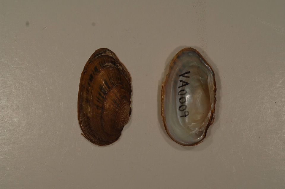 Villosa iris