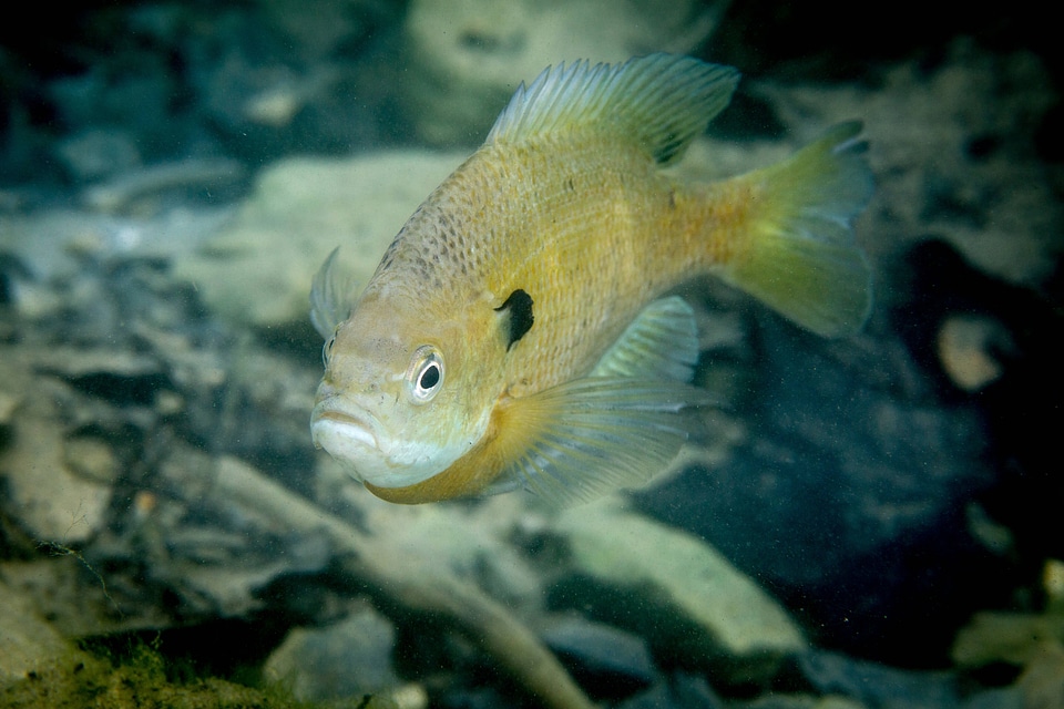 Bluegill on nest-1