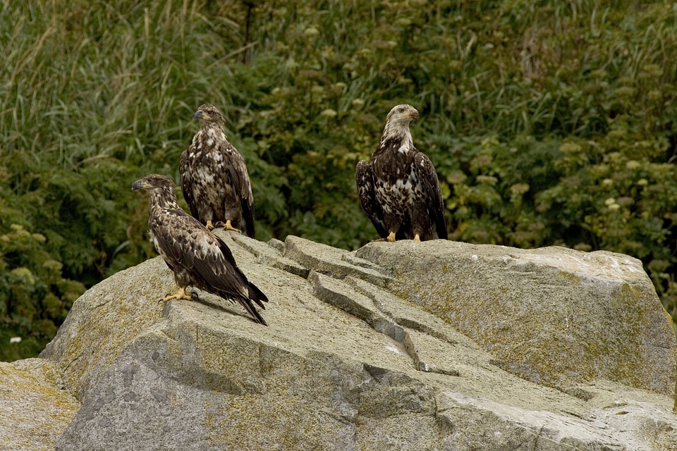Bald Eagles,juveniles,  Castle Rock, Shumagin Islands