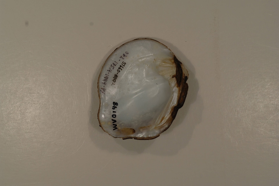 Theliderma metanevra (inside)