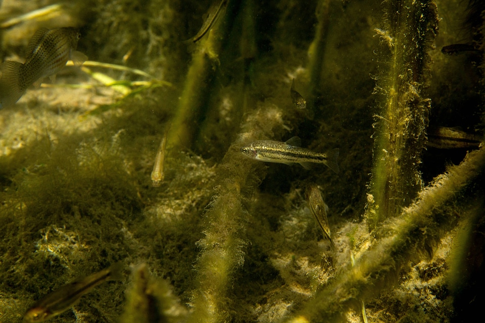 Ash Meadows Speckled Dace photo