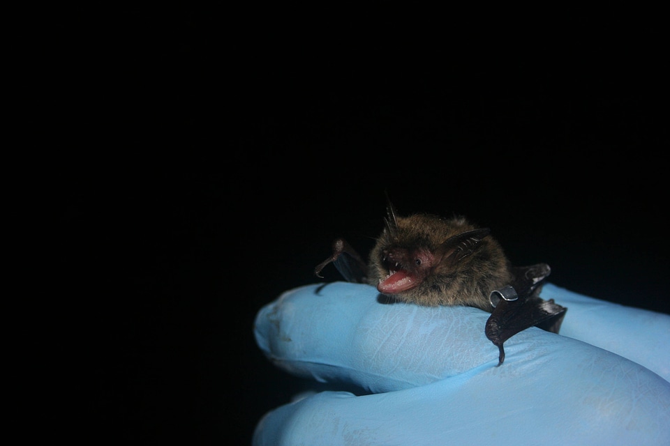 Northern long-eared Bat-1