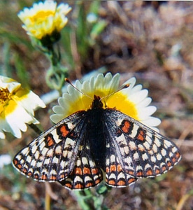 Bay Checkerspot butterfly photo
